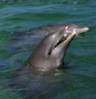Delphin