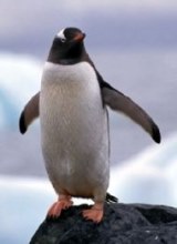 Pinguin